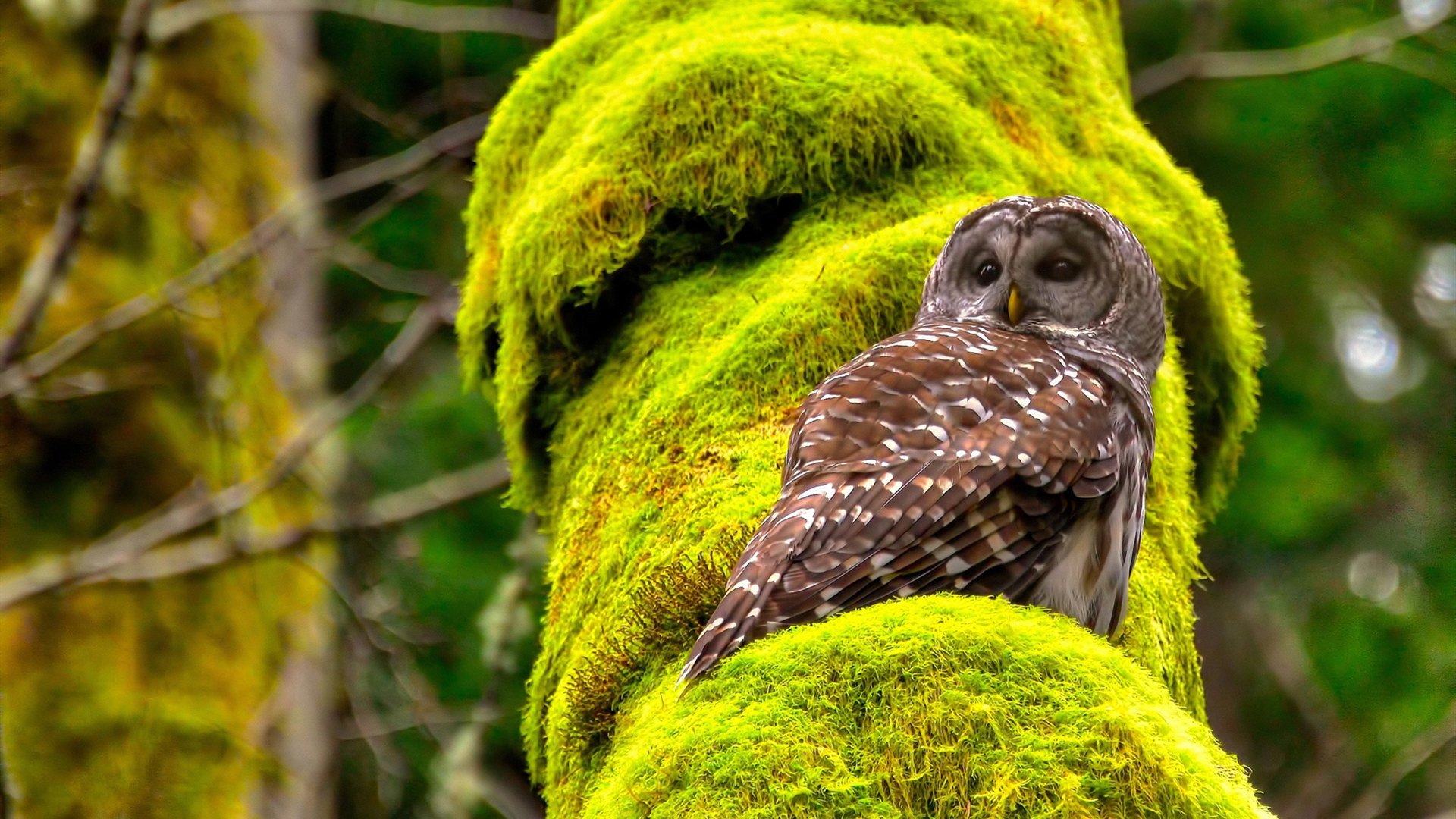 东方浪潮席卷欧洲,中国青年军一波流带走皇家社会,贝林厄姆临危受命成关键先生