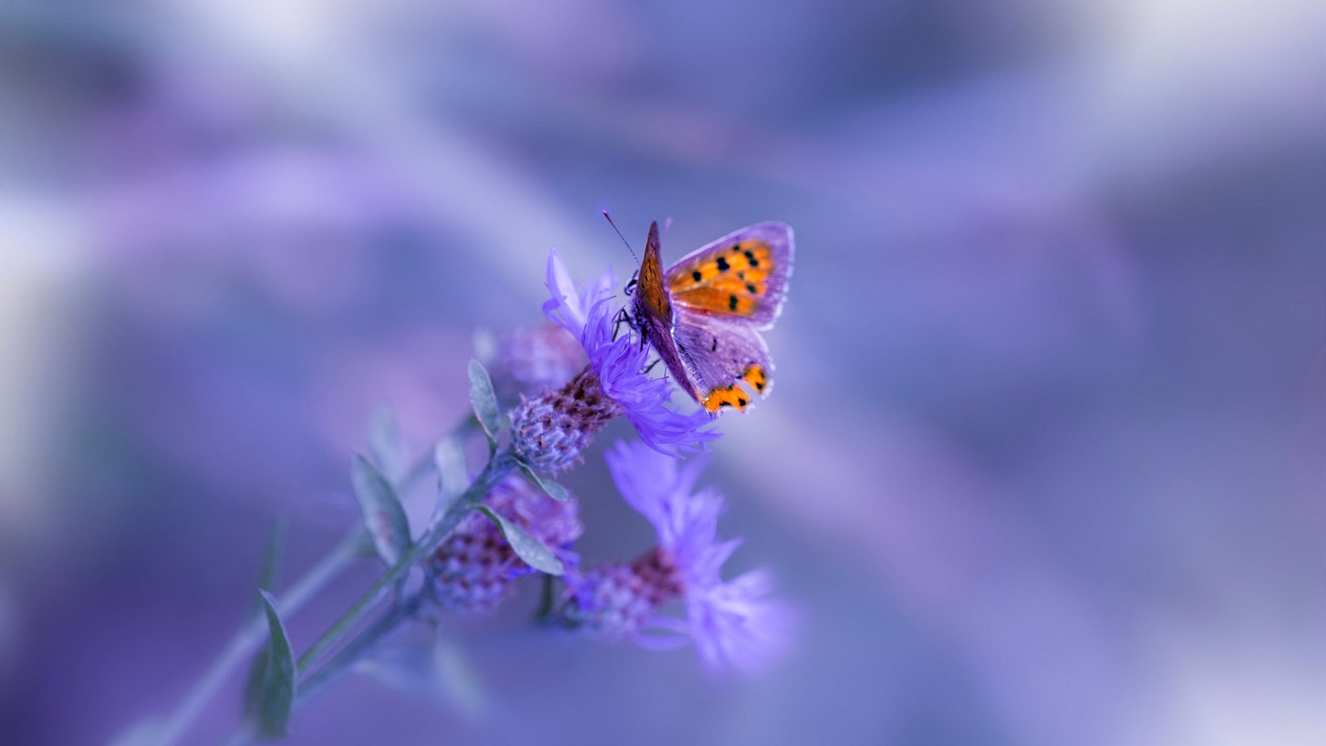 冰与火的对决，德罗赞的防守锁链如何冻结新疆队的锋线