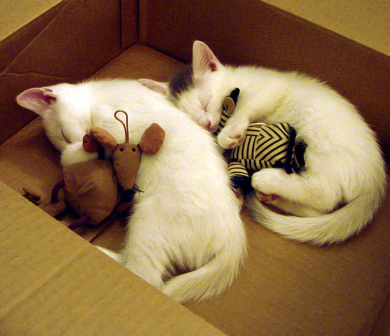 夜战铸王冠,格纳布里—冰原血焰淬炼的硬仗之王