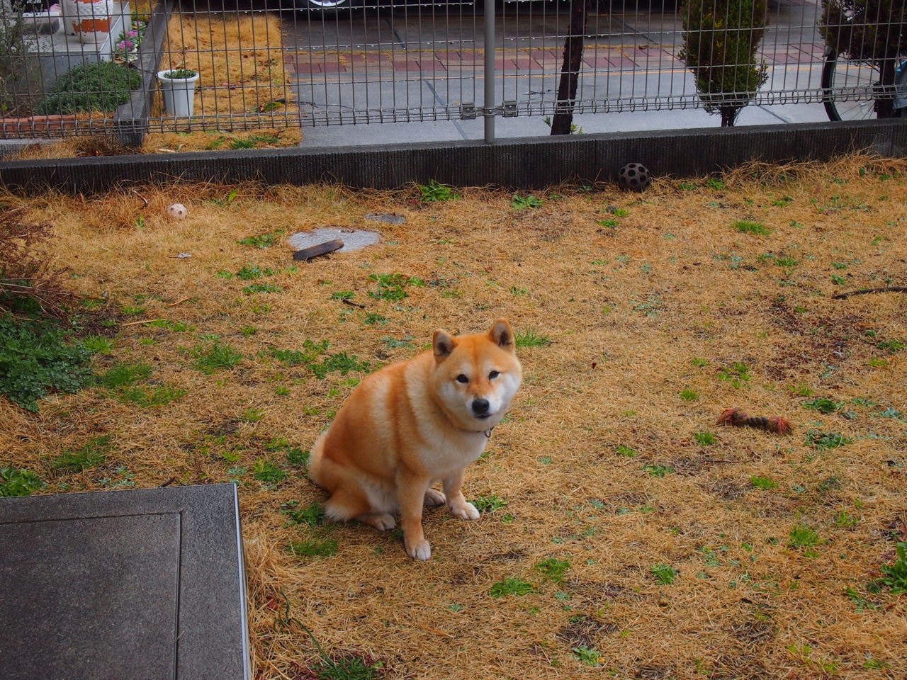 开云体育平台APP-F1新赛季揭幕战之夜，当引擎轰鸣遇见篮球鞋与地板的嘶吼