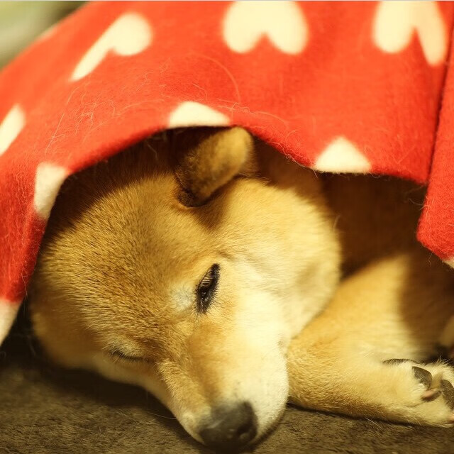 总冠军赌注上的巨人独白,NBA总决赛之夜,坎特惊艳四座