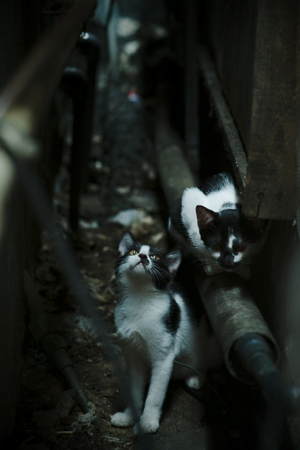 开云体育-德甲争冠，当雷恩式高压，碾过荷兰式理想