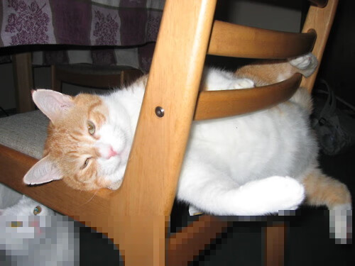 双重接管,从绿茵场到银石赛道,掌控力的艺术