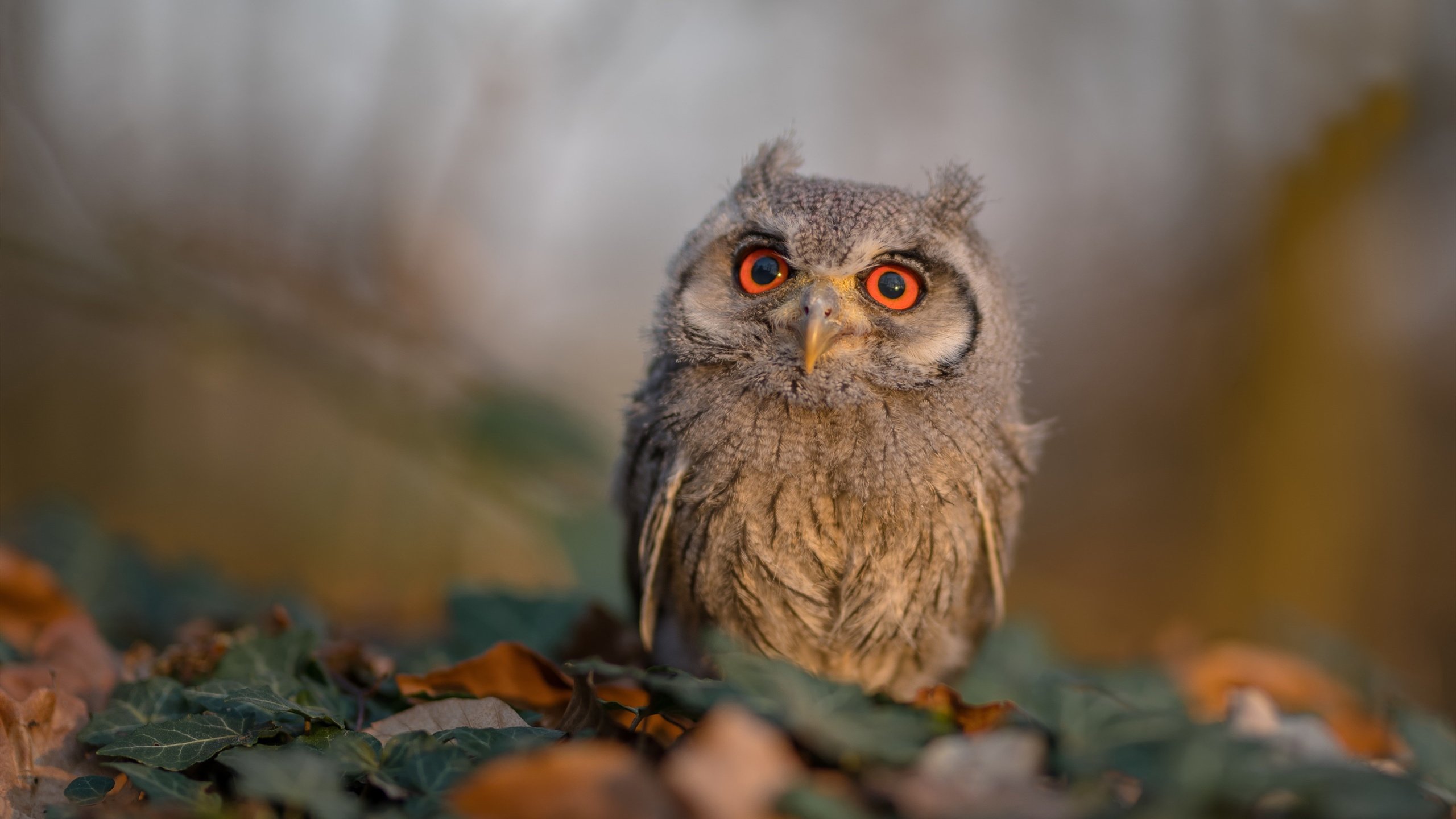 开云体育app-王朝碰撞与新王当立，卡马文加一战封神，西班牙击溃尼日利亚震动排名