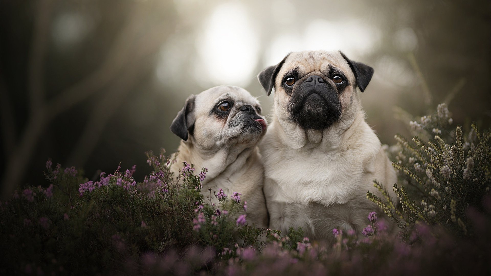 开云体育-当黄黑军团遇上十字盾牌，一夜间，托尼·克罗斯的价值在威斯特法伦完成裂变