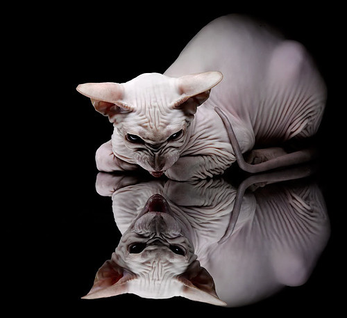 波特兰寒冬，华南虎咆哮！广东队跨洋爆冷击溃开拓者，西亚卡姆献定鼎一击