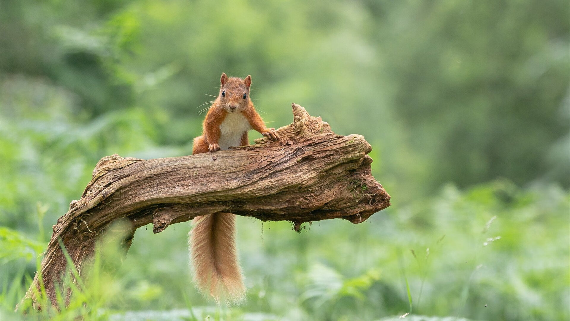 开云体育app-灰熊烈焰焚天，猛龙防线溃败—NBA总决赛焦点战深度解析