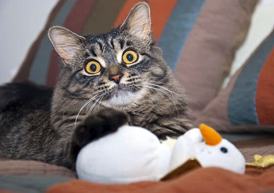 球场化为诺曼底，当比利时死士用血肉碾碎国际米兰的精密机器，哈兰德以非人之姿接管战场