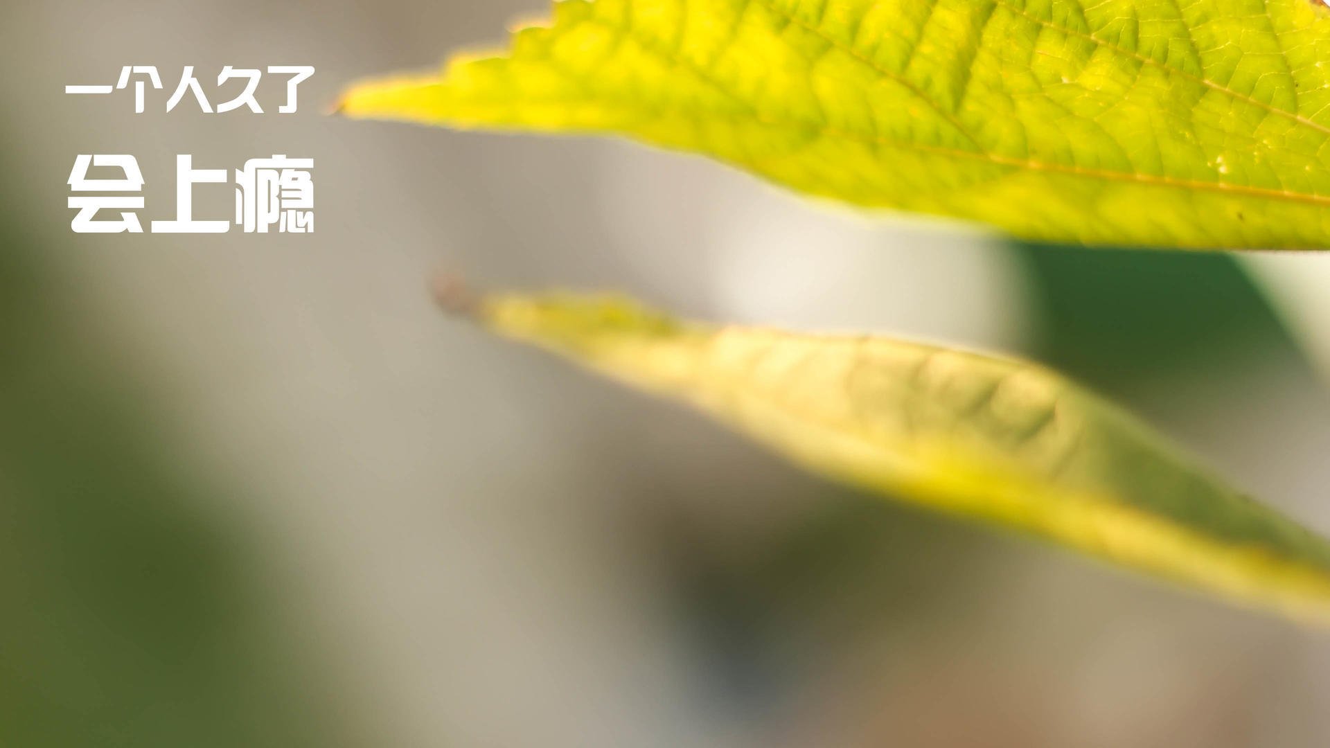 终局，只有一个人能站在顶点