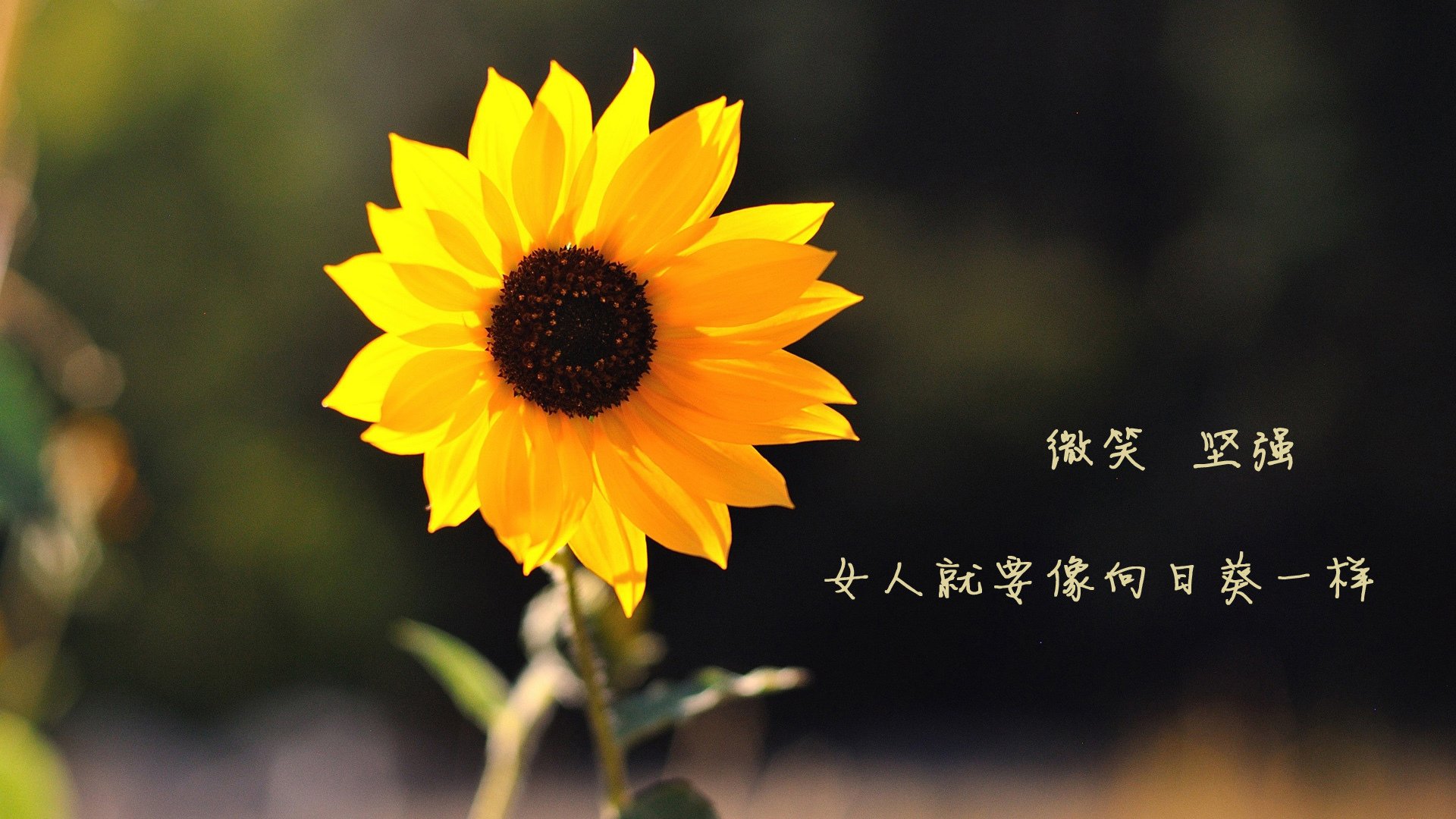 开云体育入口-那场唯一的雨夜，当保加利亚的孤勇者模式，终结了罗德里戈的黄金年代序章