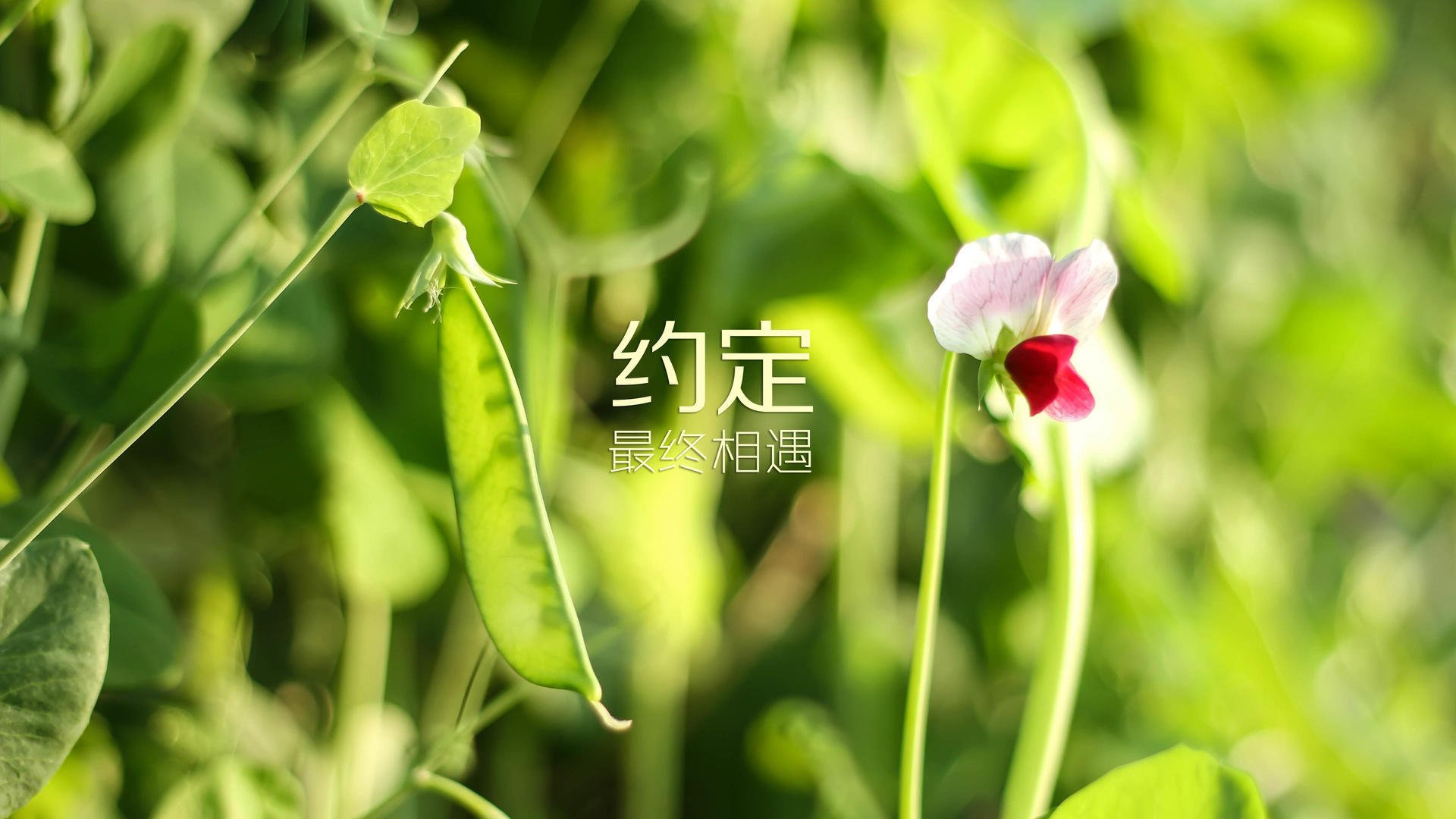 这是一篇为您定制的文章